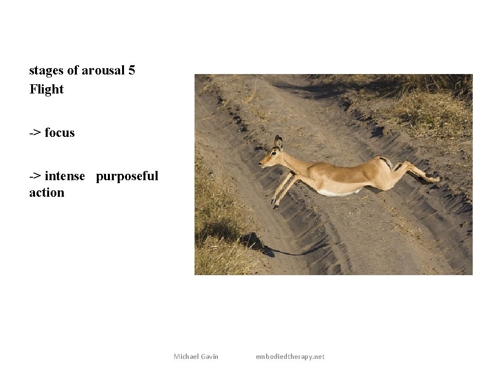 stages of arousal 5 Flight -> focus -> intense purposeful action Michael Gavin embodiedtherapy.