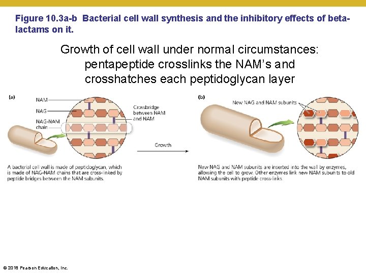 Figure 10. 3 a-b Bacterial cell wall synthesis and the inhibitory effects of betalactams