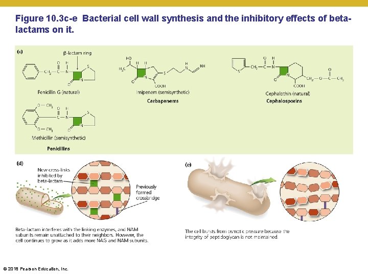 Figure 10. 3 c-e Bacterial cell wall synthesis and the inhibitory effects of betalactams