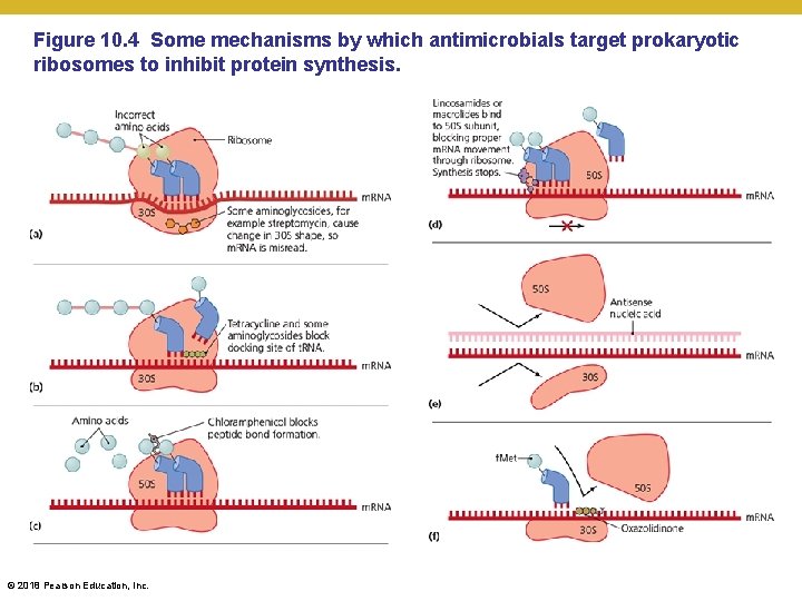 Figure 10. 4 Some mechanisms by which antimicrobials target prokaryotic ribosomes to inhibit protein