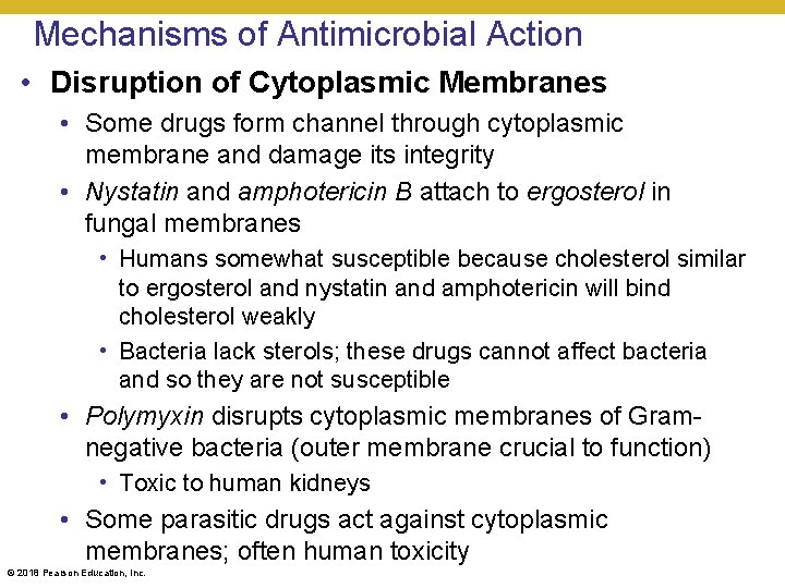 Mechanisms of Antimicrobial Action • Disruption of Cytoplasmic Membranes • Some drugs form channel