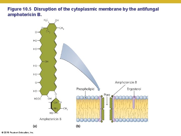 Figure 10. 5 Disruption of the cytoplasmic membrane by the antifungal amphotericin B. ©