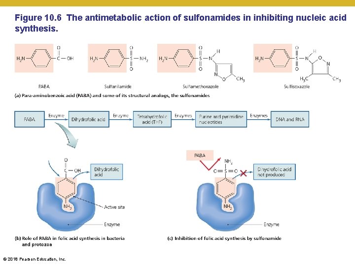 Figure 10. 6 The antimetabolic action of sulfonamides in inhibiting nucleic acid synthesis. ©