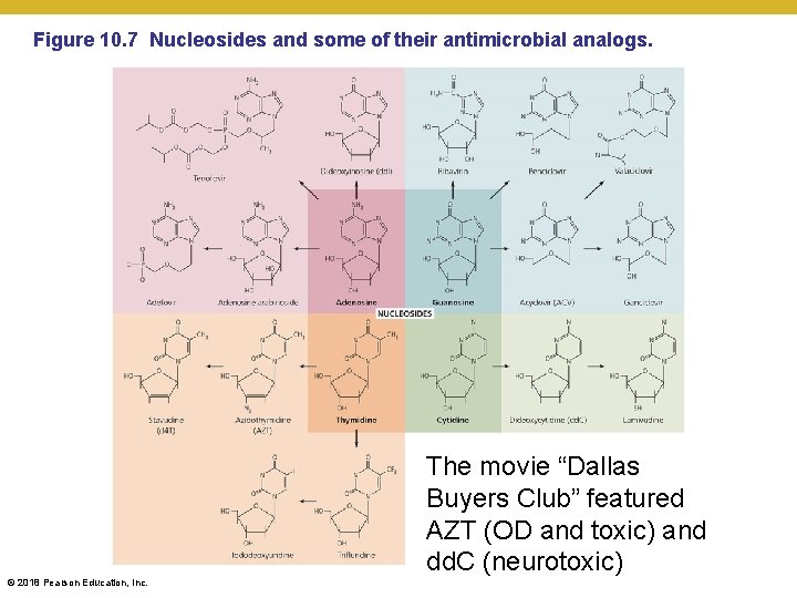 Figure 10. 7 Nucleosides and some of their antimicrobial analogs. The movie “Dallas Buyers