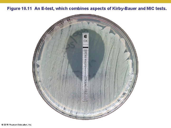 Figure 10. 11 An E-test, which combines aspects of Kirby-Bauer and MIC tests. ©
