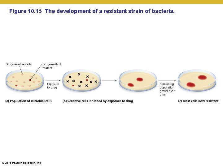 Figure 10. 15 The development of a resistant strain of bacteria. © 2018 Pearson