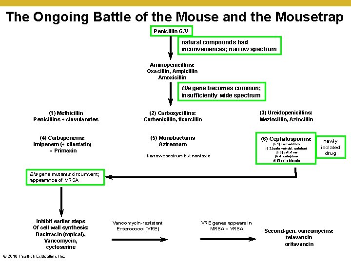 The Ongoing Battle of the Mouse and the Mousetrap Penicillin G/V natural compounds had