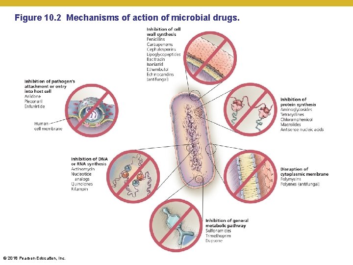 Figure 10. 2 Mechanisms of action of microbial drugs. © 2018 Pearson Education, Inc.