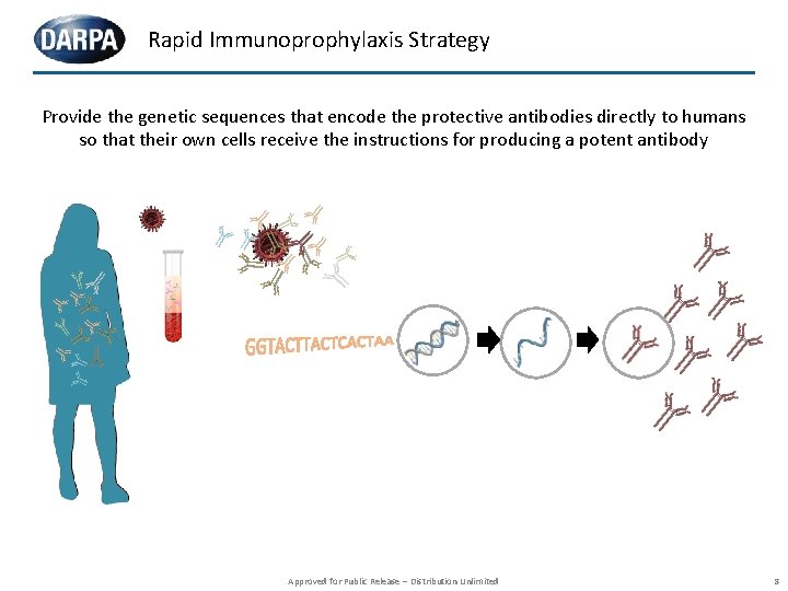 Rapid Immunoprophylaxis Strategy Provide the genetic sequences that encode the protective antibodies directly to