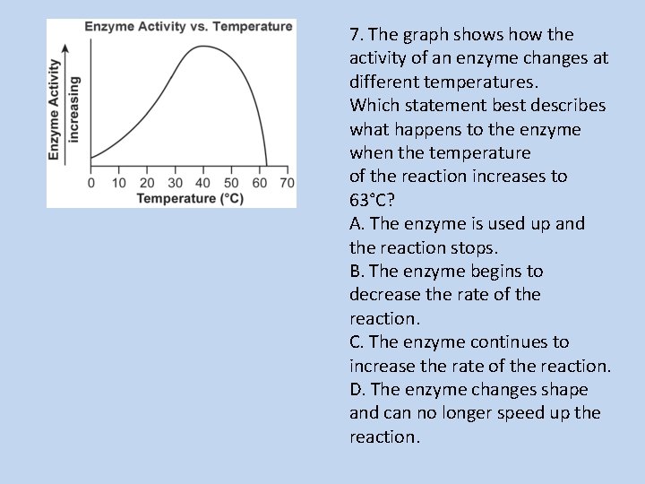 7. The graph shows how the activity of an enzyme changes at different temperatures.