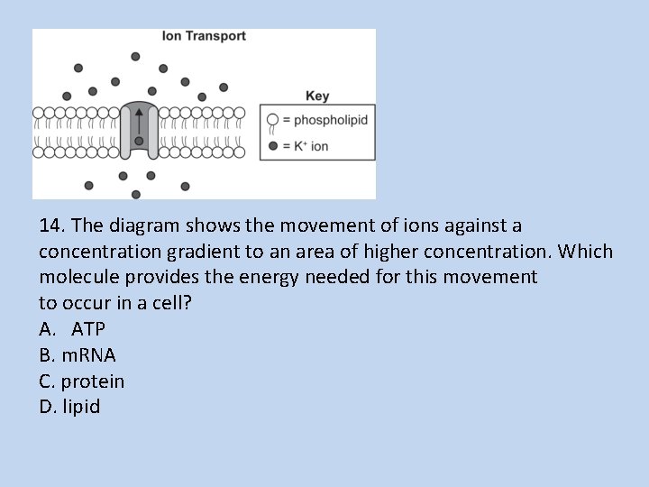 14. The diagram shows the movement of ions against a concentration gradient to an