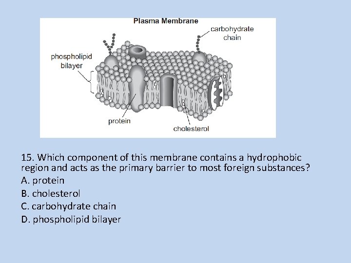 15. Which component of this membrane contains a hydrophobic region and acts as the