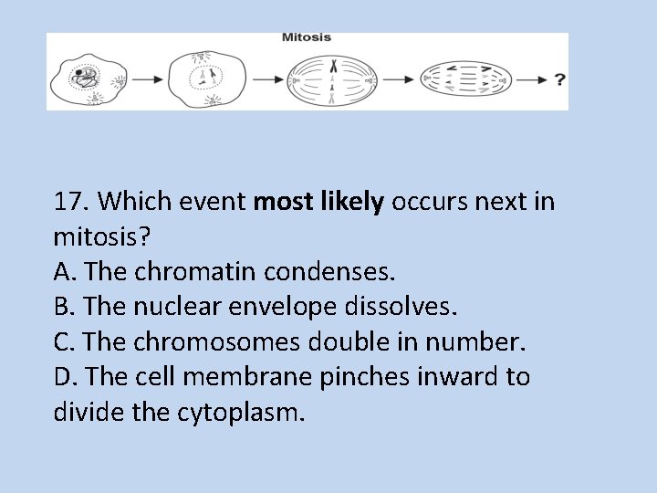 17. Which event most likely occurs next in mitosis? A. The chromatin condenses. B.