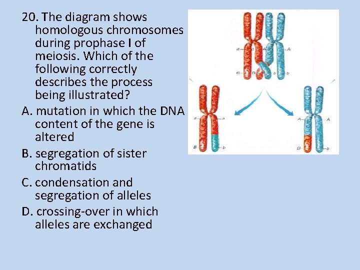 20. The diagram shows homologous chromosomes during prophase I of meiosis. Which of the