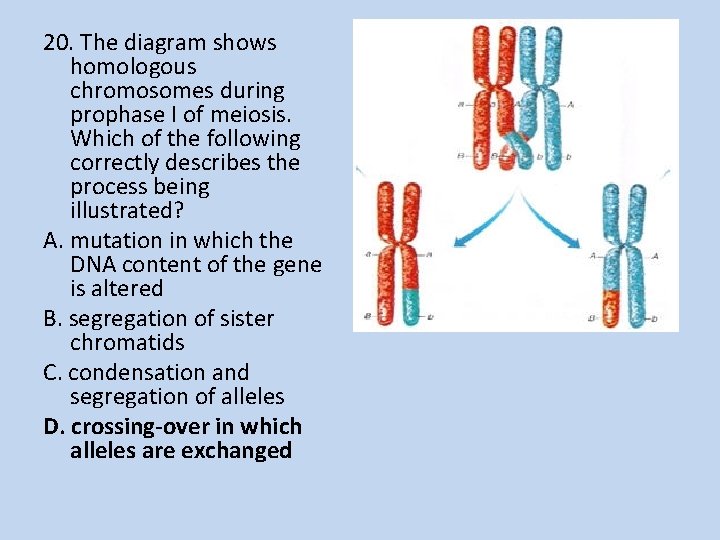 20. The diagram shows homologous chromosomes during prophase I of meiosis. Which of the