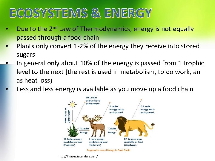 ECOSYSTEMS & ENERGY • • Due to the 2 nd Law of Thermodynamics, energy