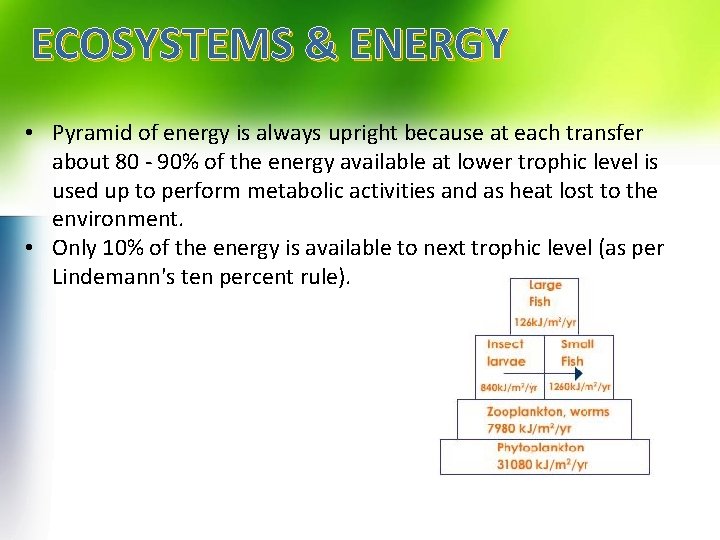 ECOSYSTEMS & ENERGY • Pyramid of energy is always upright because at each transfer