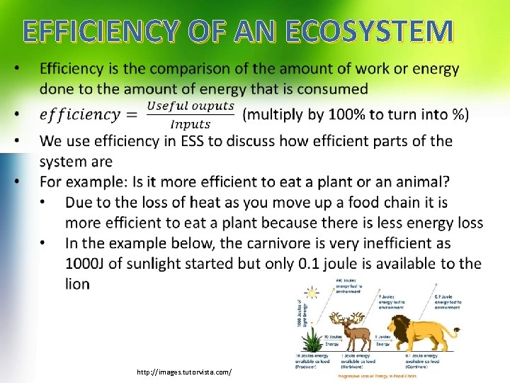 EFFICIENCY OF AN ECOSYSTEM http: //images. tutorvista. com/ 