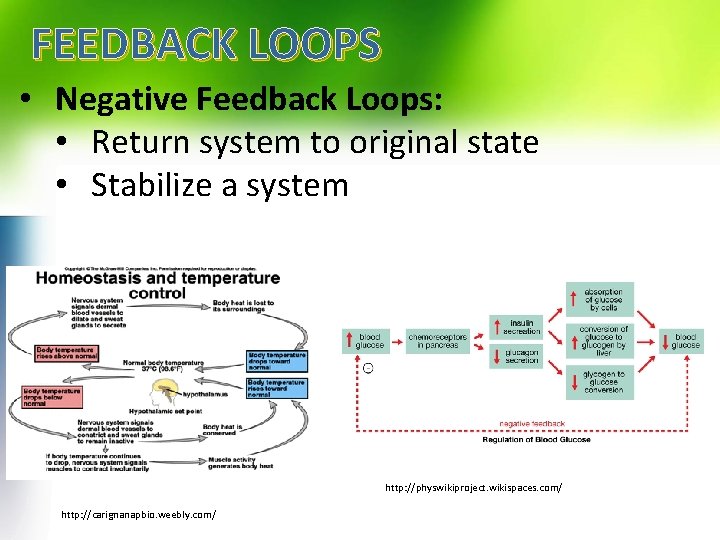 FEEDBACK LOOPS • Negative Feedback Loops: • Return system to original state • Stabilize