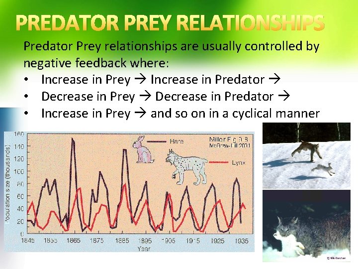 PREDATOR PREY RELATIONSHIPS Predator Prey relationships are usually controlled by negative feedback where: •