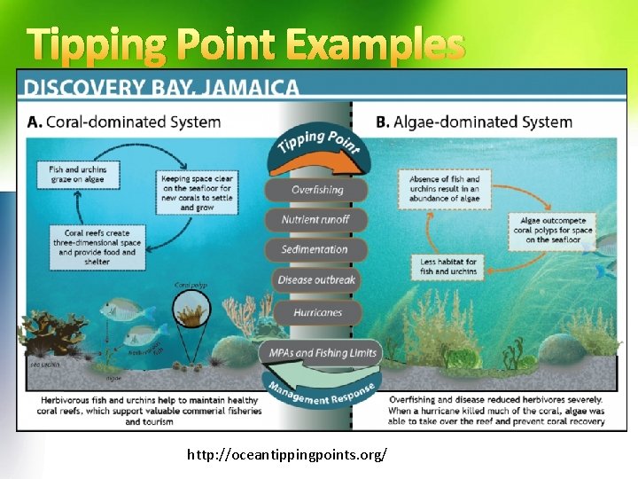 Tipping Point Examples http: //oceantippingpoints. org/ 