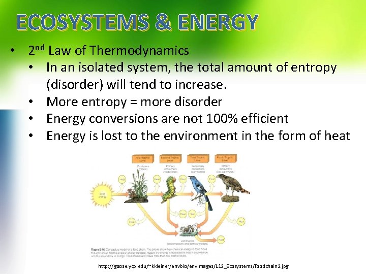 ECOSYSTEMS & ENERGY • 2 nd Law of Thermodynamics • In an isolated system,