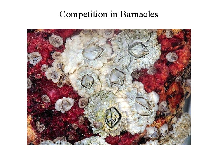 Competition in Barnacles 