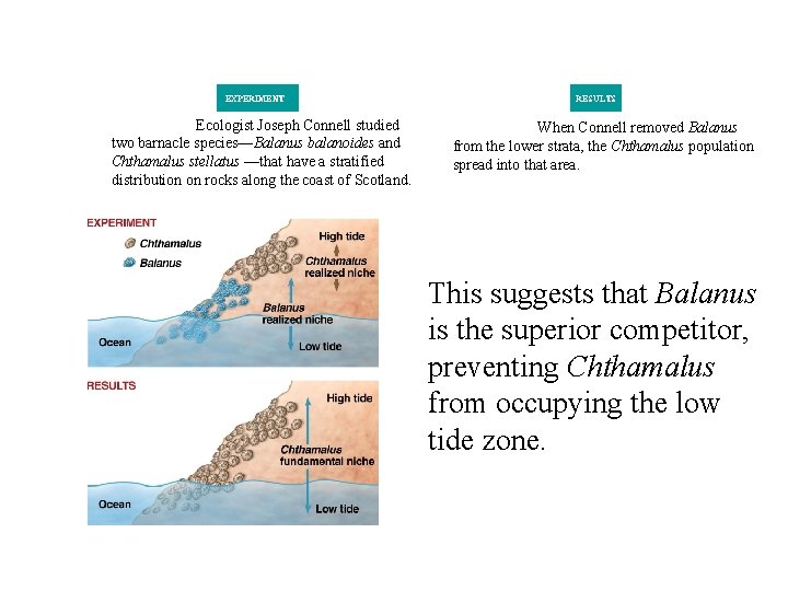 EXPERIMENT Ecologist Joseph Connell studied two barnacle species—Balanus balanoides and Chthamalus stellatus —that have