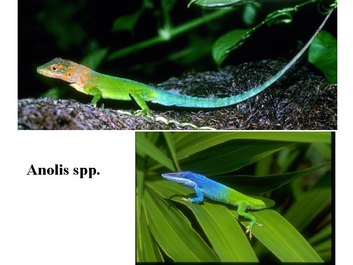 Anolis spp. 