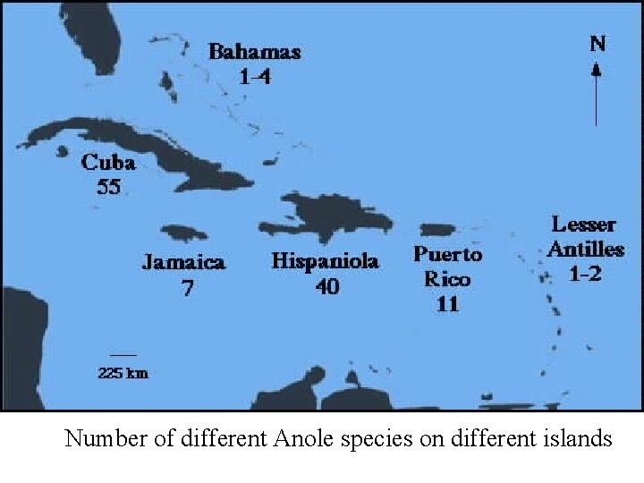 Number of different Anole species on different islands 