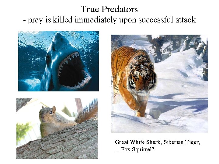 True Predators - prey is killed immediately upon successful attack Great White Shark, Siberian