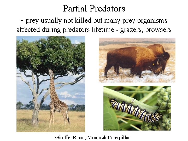 Partial Predators - prey usually not killed but many prey organisms affected during predators