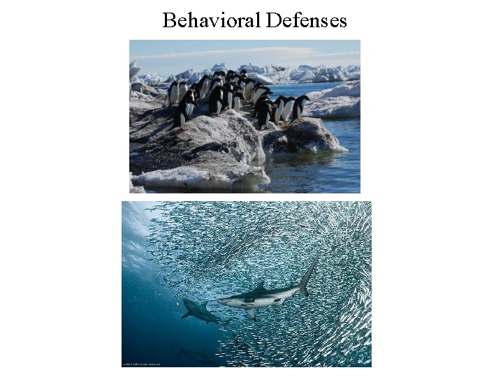 Behavioral Defenses 