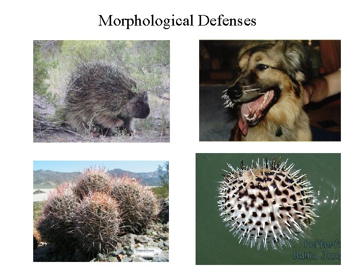 Morphological Defenses 