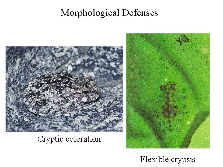 Morphological Defenses Cryptic coloration Flexible crypsis 