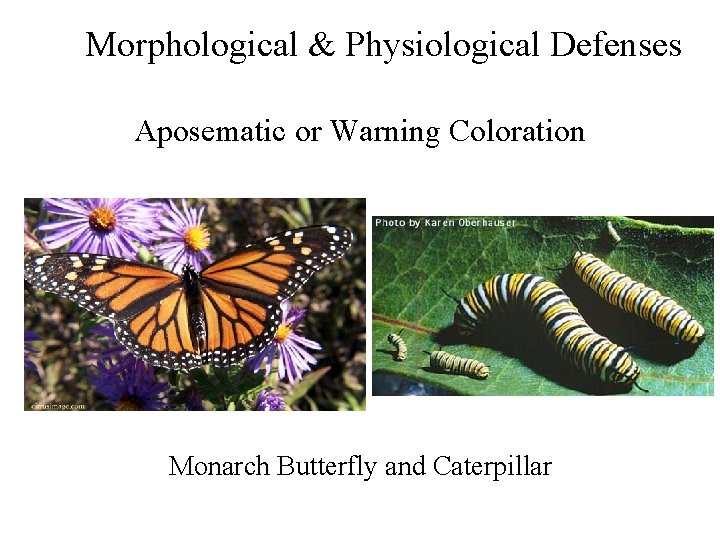 Morphological & Physiological Defenses Aposematic or Warning Coloration Monarch Butterfly and Caterpillar 