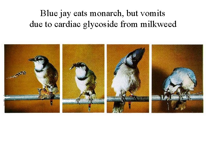 Blue jay eats monarch, but vomits due to cardiac glycoside from milkweed 