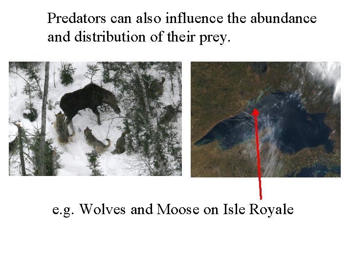 Predators can also influence the abundance and distribution of their prey. e. g. Wolves
