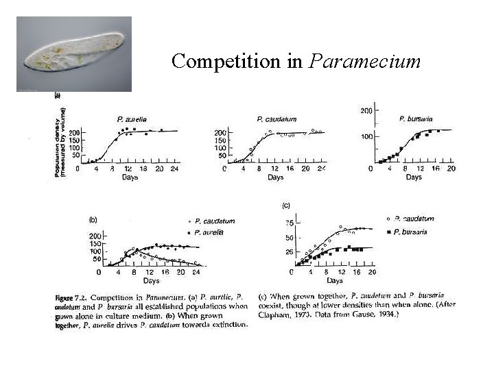 Competition in Paramecium 