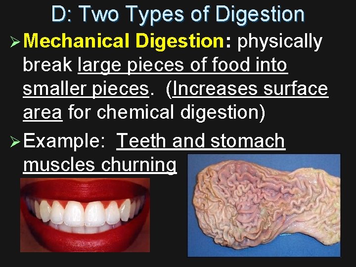 D: Two Types of Digestion Ø Mechanical Digestion: physically break large pieces of food