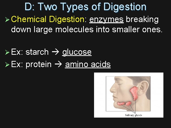 D: Two Types of Digestion Ø Chemical Digestion: enzymes breaking down large molecules into