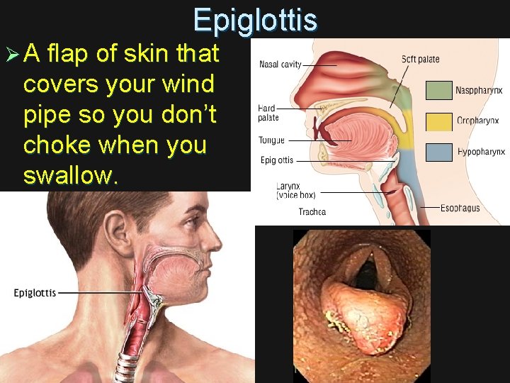 Epiglottis Ø A flap of skin that covers your wind pipe so you don’t