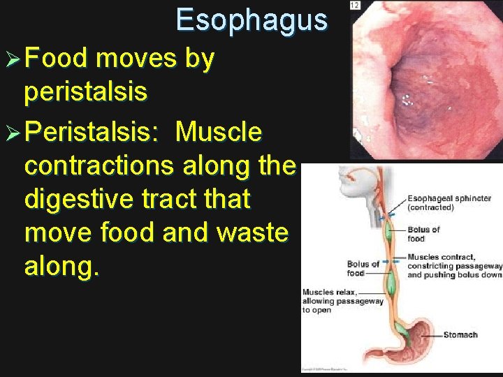 Esophagus Ø Food moves by peristalsis Ø Peristalsis: Muscle contractions along the digestive tract