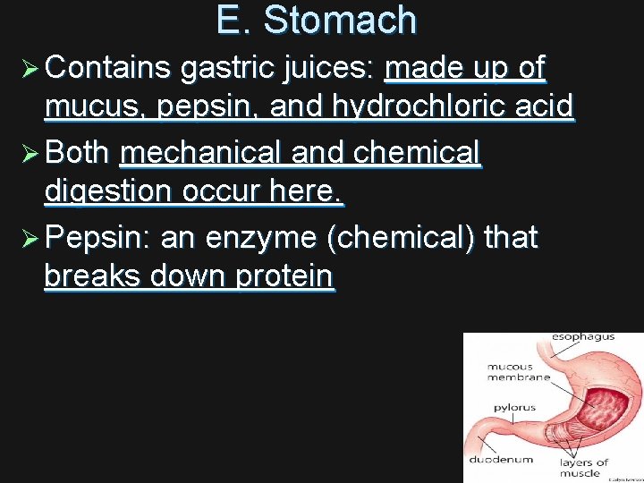 E. Stomach Ø Contains gastric juices: made up of mucus, pepsin, and hydrochloric acid