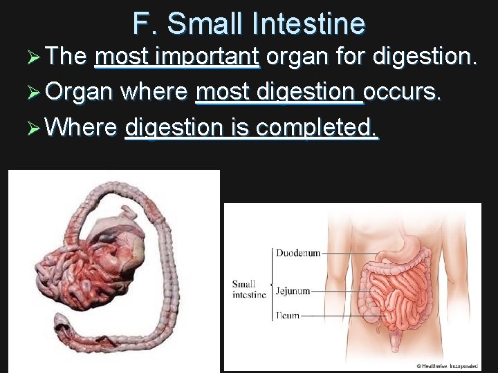 F. Small Intestine Ø The most important organ for digestion. Ø Organ where most