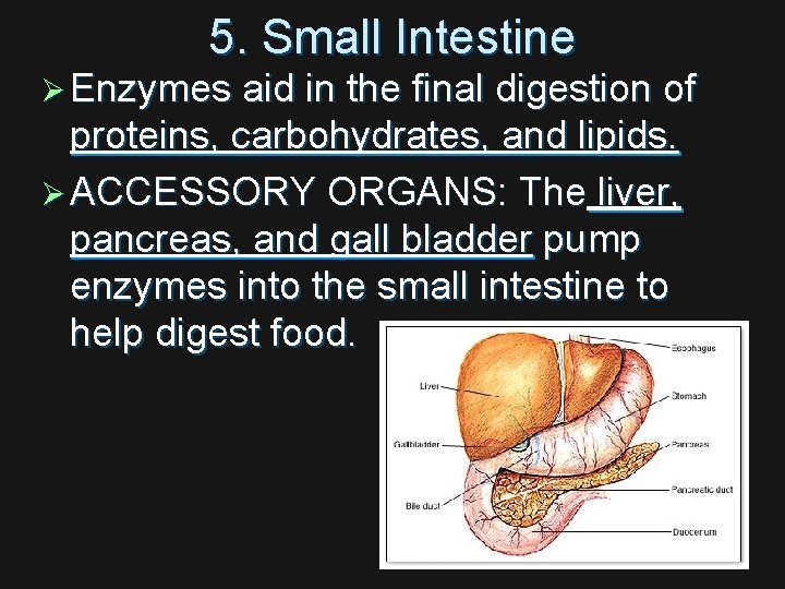5. Small Intestine Ø Enzymes aid in the final digestion of proteins, carbohydrates, and