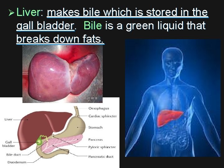 Ø Liver: makes bile which is stored in the gall bladder. Bile is a