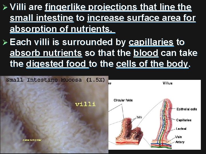 Ø Villi are fingerlike projections that line the small intestine to increase surface area