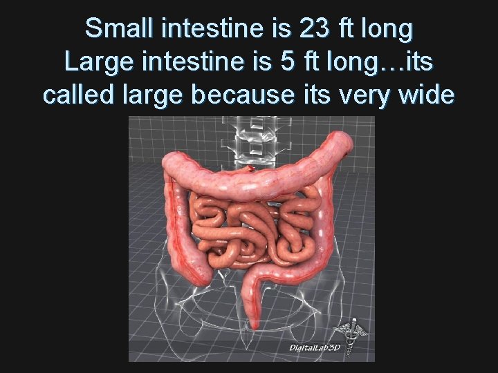 Small intestine is 23 ft long Large intestine is 5 ft long…its called large