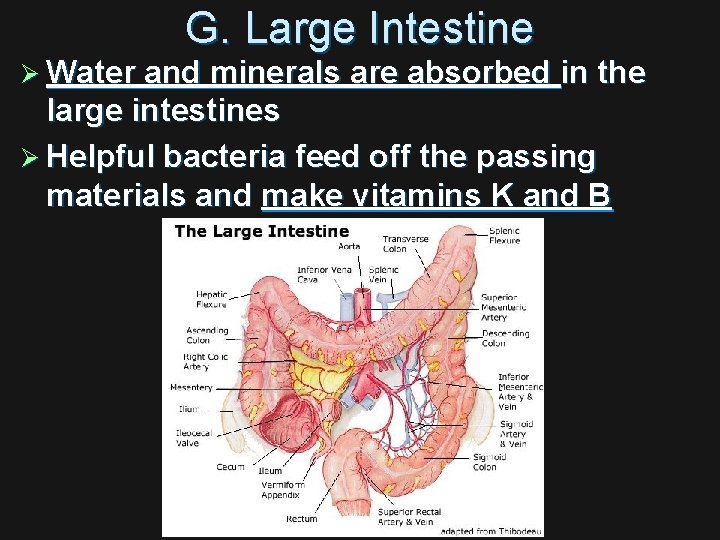 G. Large Intestine Ø Water and minerals are absorbed in the large intestines Ø